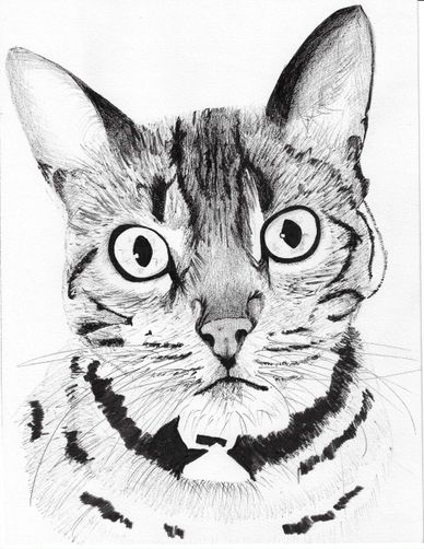 Detailed pencil sketch of a cat's face with striking eyes.