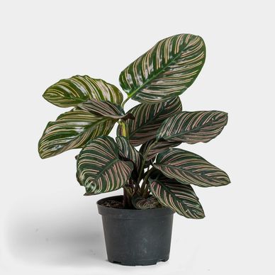 Ornata is a tropical plant that thrives in filtered light and high humidity.