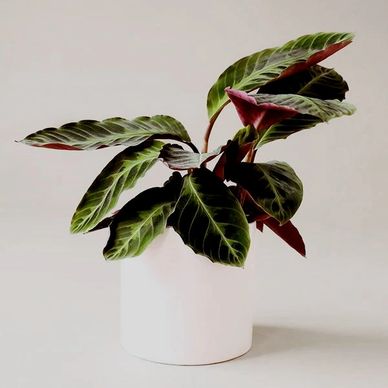 Warszewiczii is a tropical plant that thrives in filtered light and high humidity. 