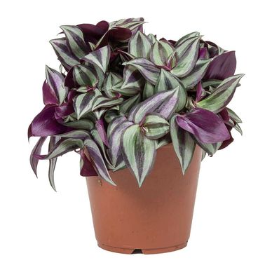 Tradescantia Zebrina is a tropical plant that thrives in filtered light and high humidity.