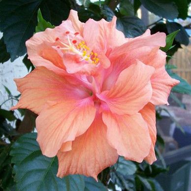 $14.99
Orange Hibiscus