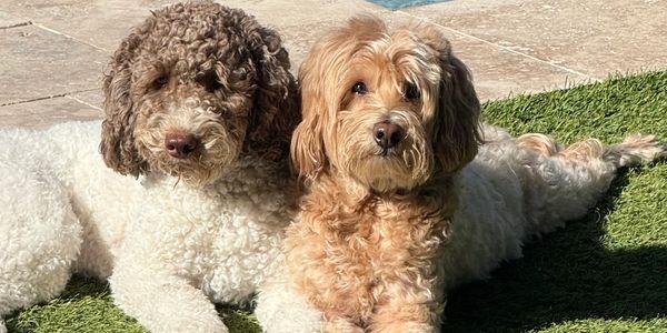 Two fluffy dogs relaxing by a pool on grass in the sun.