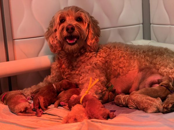 Mother dog nursing her newborn puppies in a cozy whelping area.