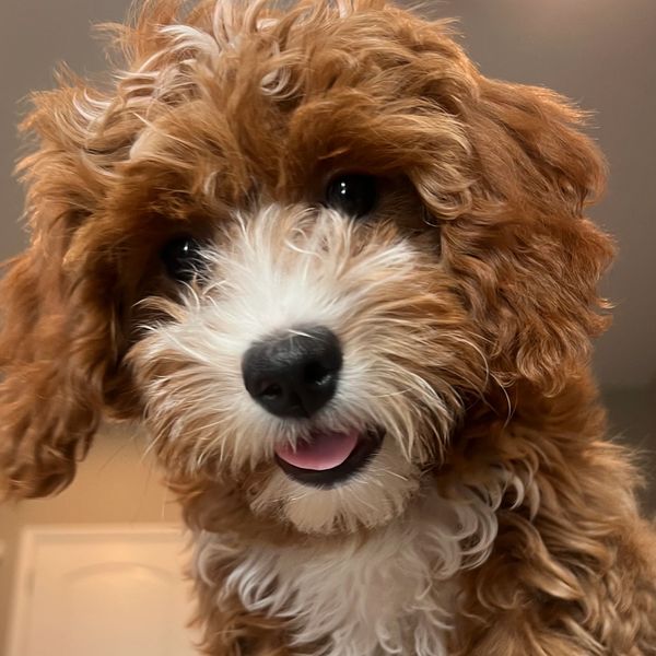 Rose the mini goldendoodle.