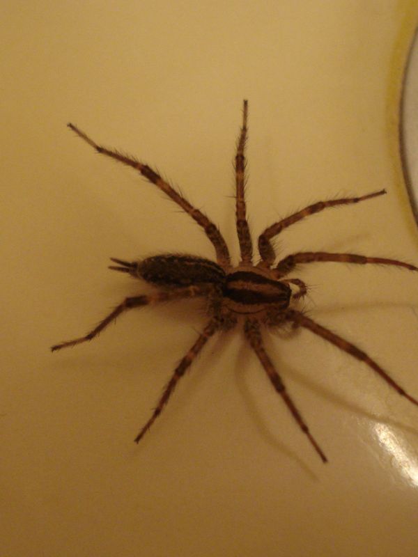 Spider sitting on interior bathroom counter
