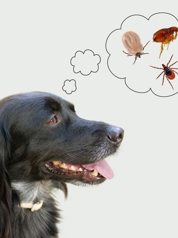 Dog thinking about ticks and his owners getting tick control