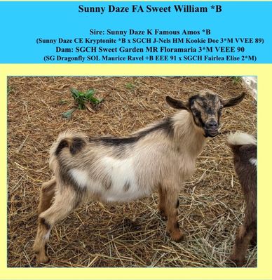 Photo credit to Sunny Daze Farm Nigerian Dwarf Goats
