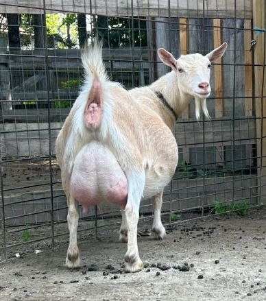 A dairy goat standing with a full udder in a fenced area.