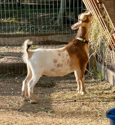 A small brown and white goat eating hay inside a fenced area.