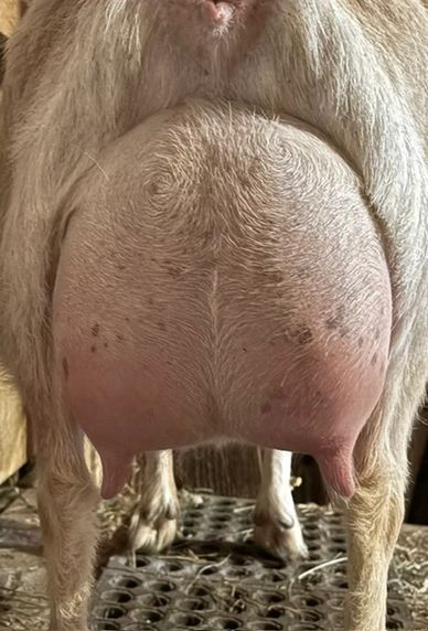 Close-up of a goat's full udder with visible teats.
