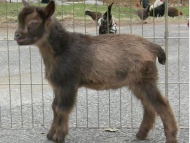 Photo Credit to Bonnie Chandler of Fairlea Farms Nigerian Dwarf Goats.