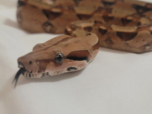 Rusty, the Columbian Red Tail Boa