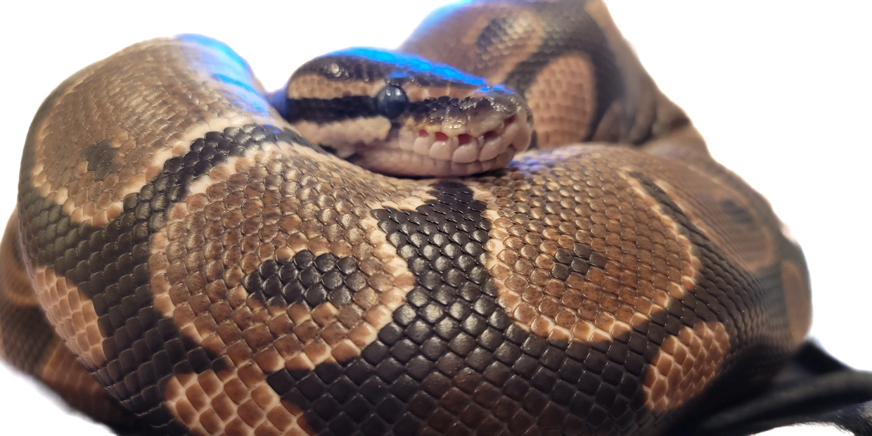 Scream, the Ball Python
