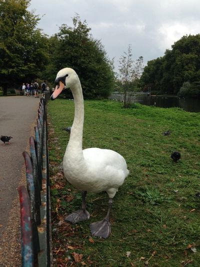 swan