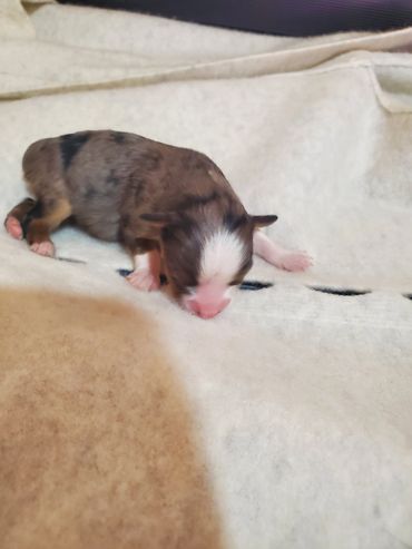 Little girl born 7/2/25
Blue merle