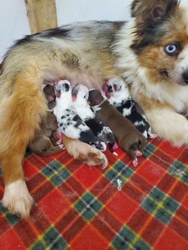 This is lady and buckee babies
