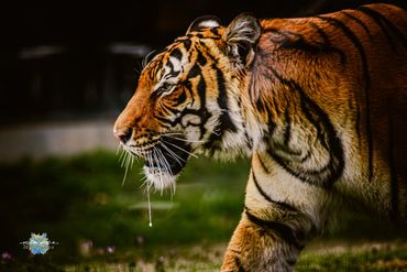 Tiger at zoo