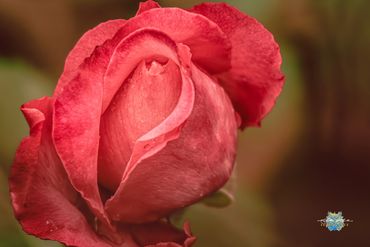 Red Rose
