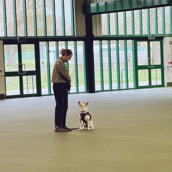 dog training