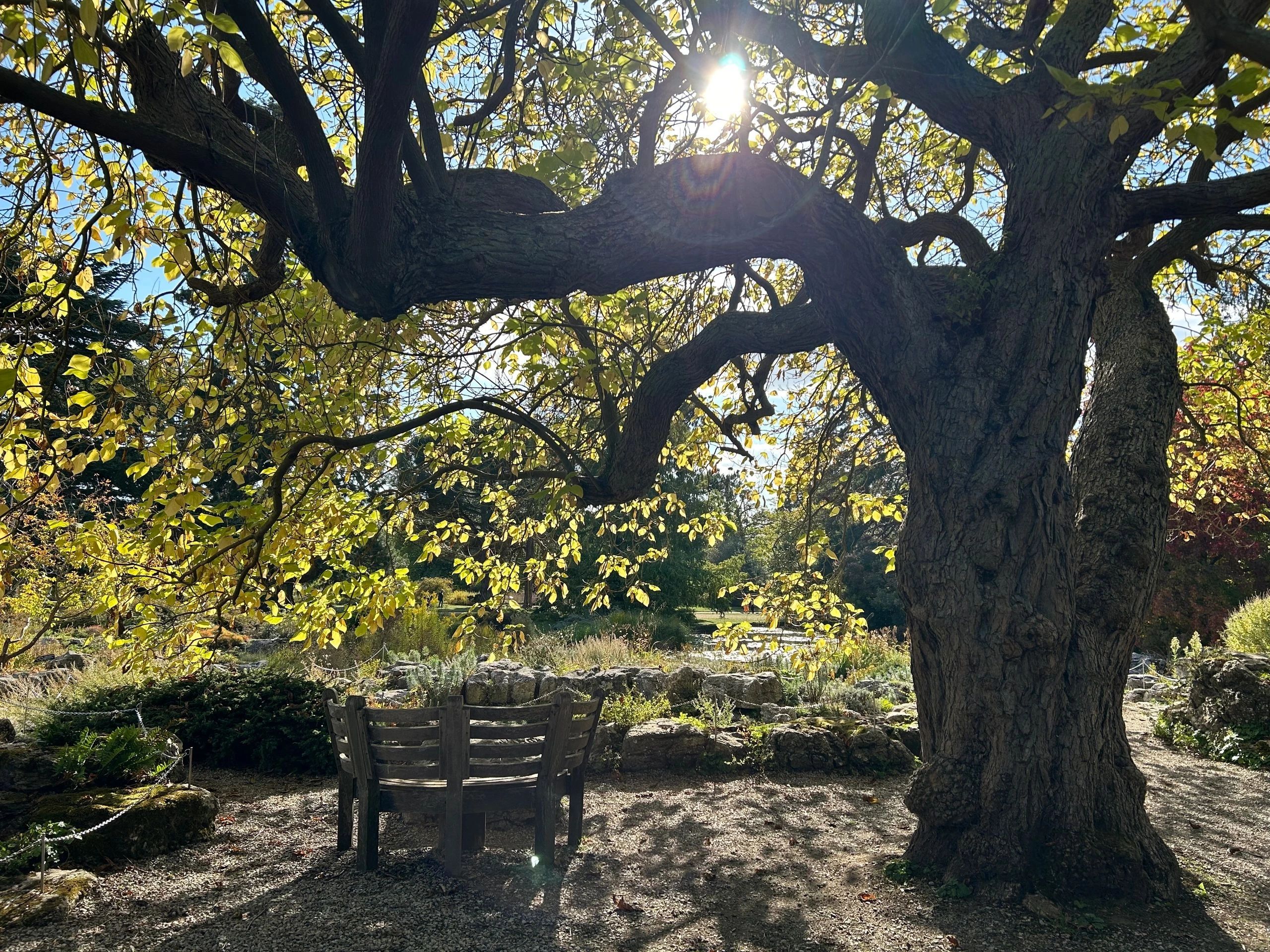 Sunlight through tree branches onto wooden chair in a garden.
