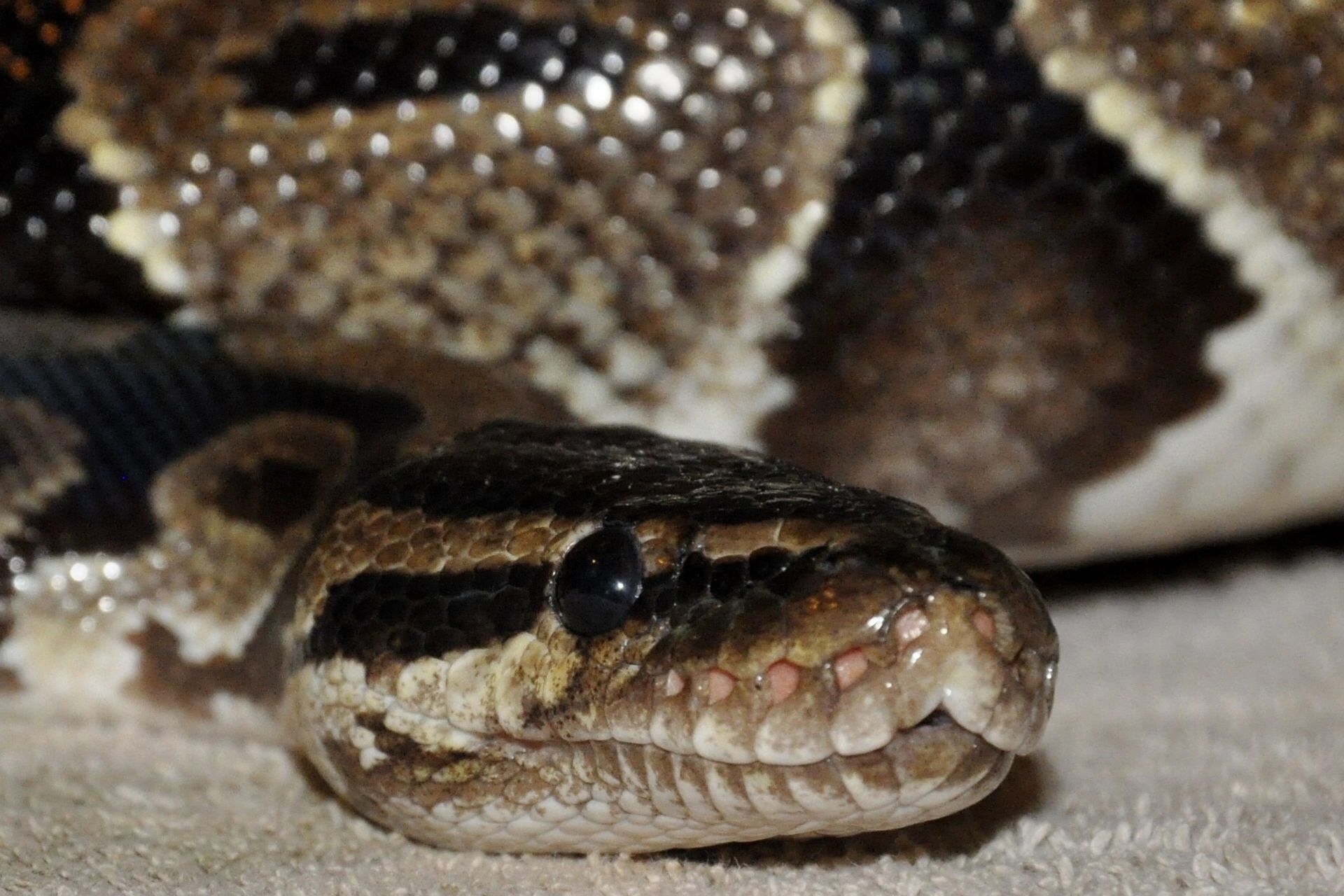 Creepy Critters DFW animal encounter party