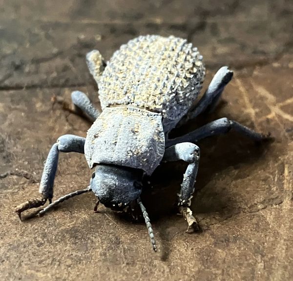 Blue Death-feigning Beetle