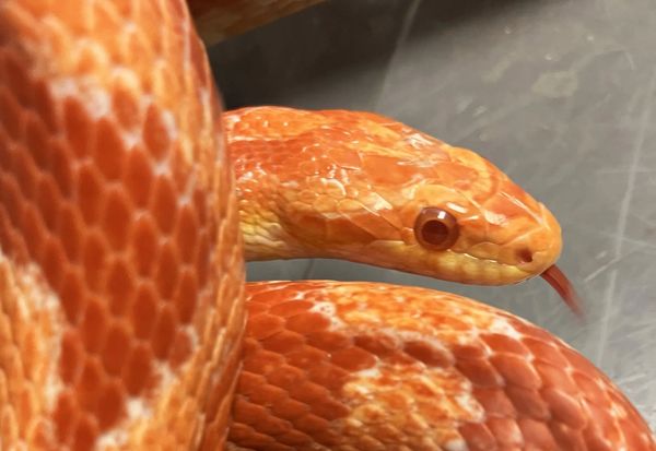 Corn Snake "Harlequin"