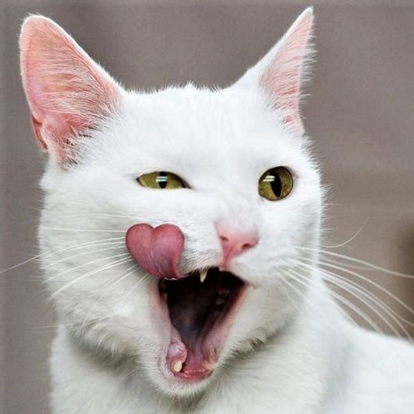 white-cat-open-mouth-heart-shaped-tongue-CatSitter-Meridian.jpg