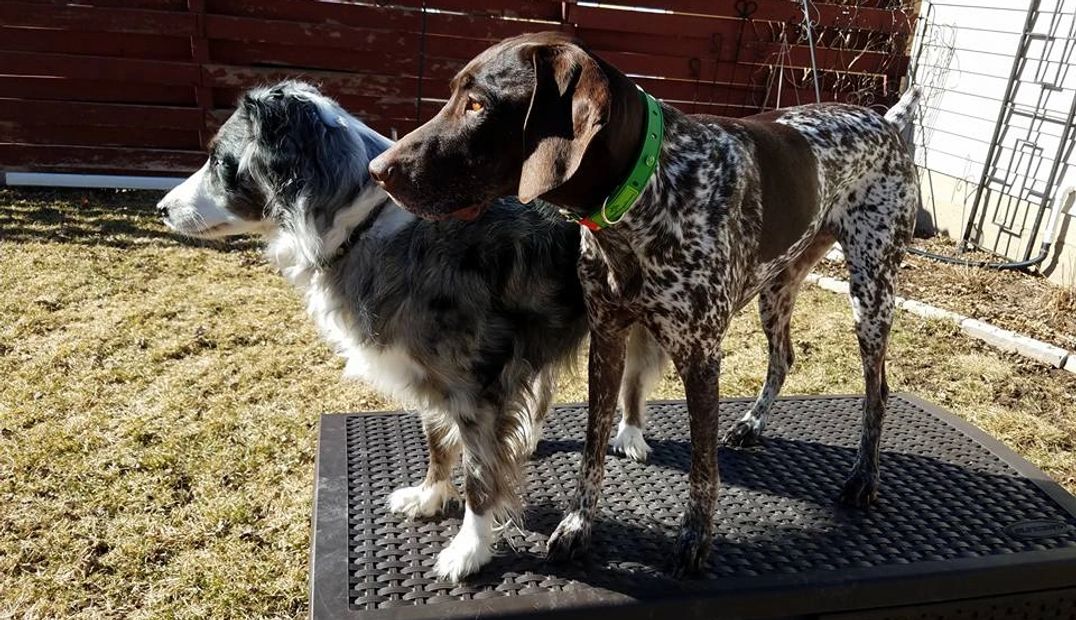 Yukon - German Shorthaired Pointer; Cinder - Australian Shepherd