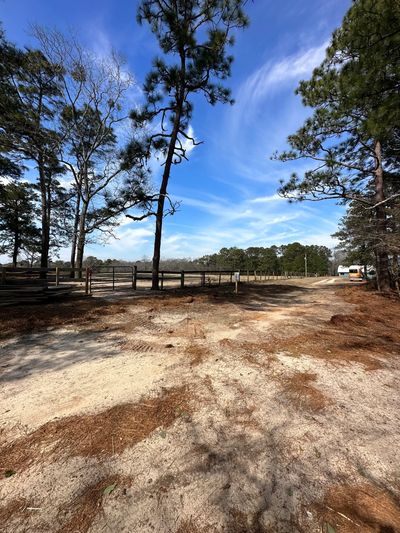 Unsightly pine tree near a fence.