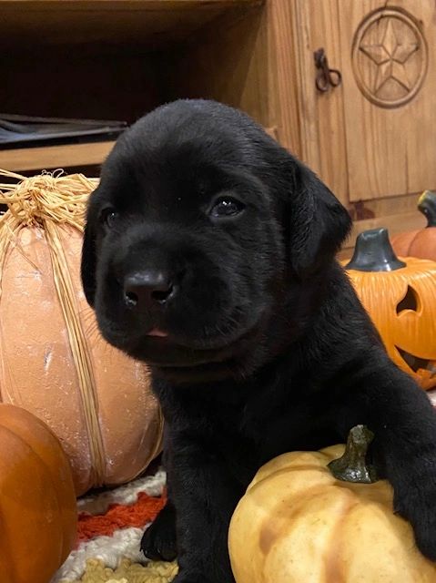 Labs Labradors Puppies Pups For Sale Breeder Akc Texas Dallas Black Labs Chocolate Labs Yellow Labs English Labs American Labs Spartan Labradors