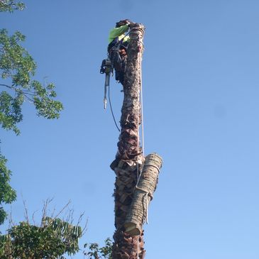 tree removal haberfield
tree removal
tree trimming 
palm tree cutting
arborists
stump grinfing