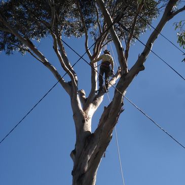 arborist abbotsford 2046
tree removal
tree trimming abbotsford
tree lopping
palm tree removal
