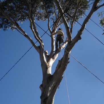 tree cutting tree removal tree pruning stump grinding arborist abbotsford tree trimming tree pruning