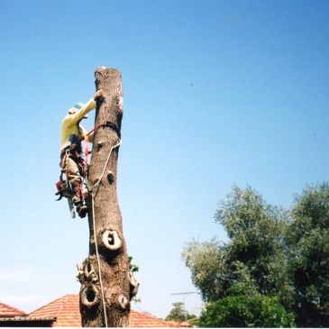 arborist enmore
tree removal
tree lopping
palm tree cutting
arborist enmore
stump grinding
pruning