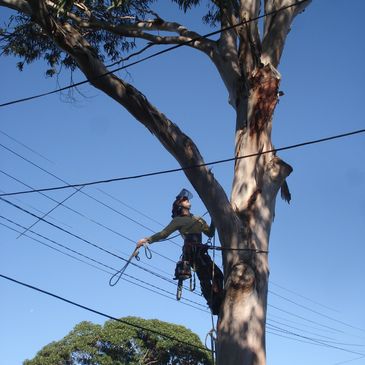 arborist haberfield
tree removal
tree trimming
tree pruning 
palm tree cutting
arborists
stump grind