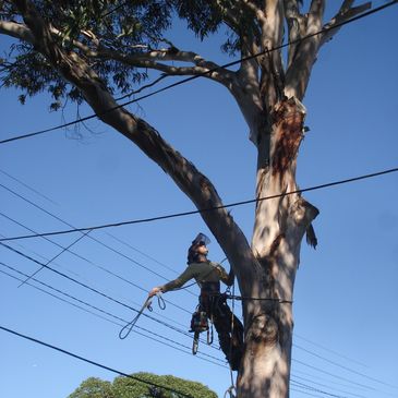 arborist enmore
tree removal
tree trimming
tree lopping
palm tree cutting
tree pruning enmore