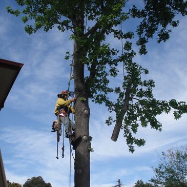 arborist abbotsford 2046
tree removal
tree cutting
palm tree removal
tree prunning
stump grinding