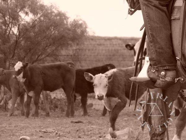 Cattle work on ranch.