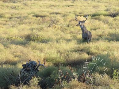 Guided deer hunting for trophy whitetail deer.