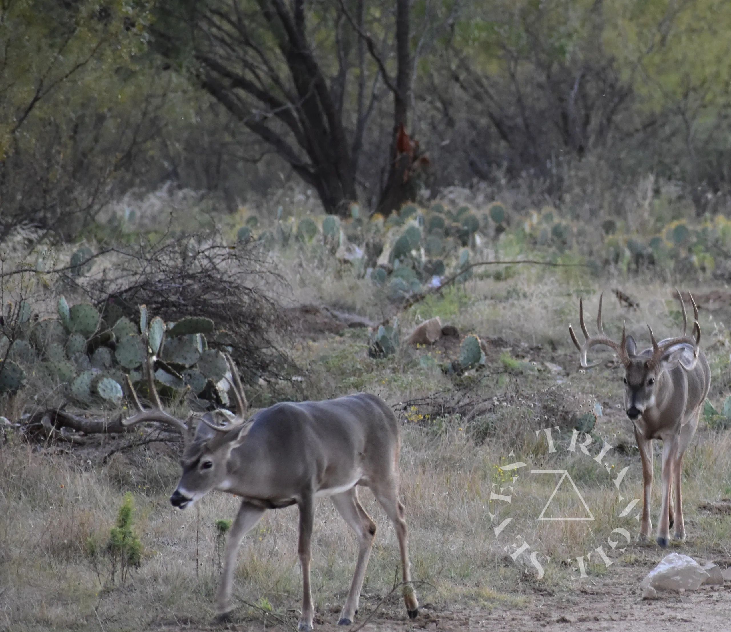 7 Triangle Ranch in Albany, Texas