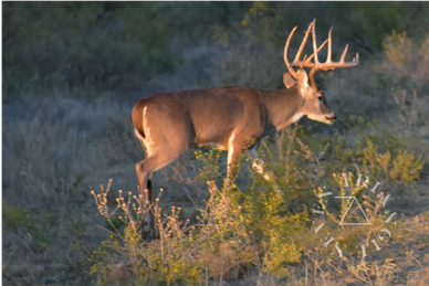 Trophy whitetail buck