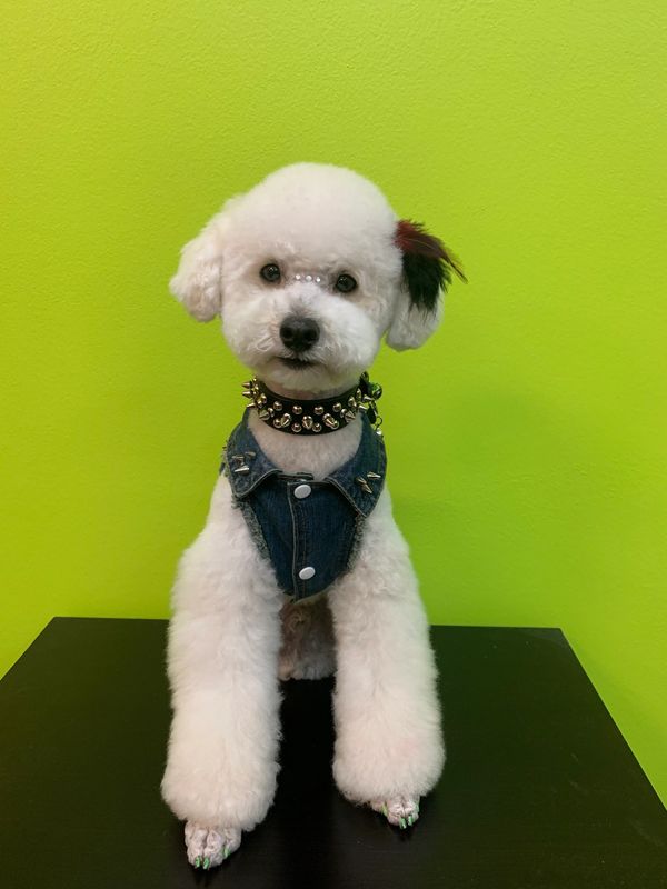 HipPups, Pet groomer