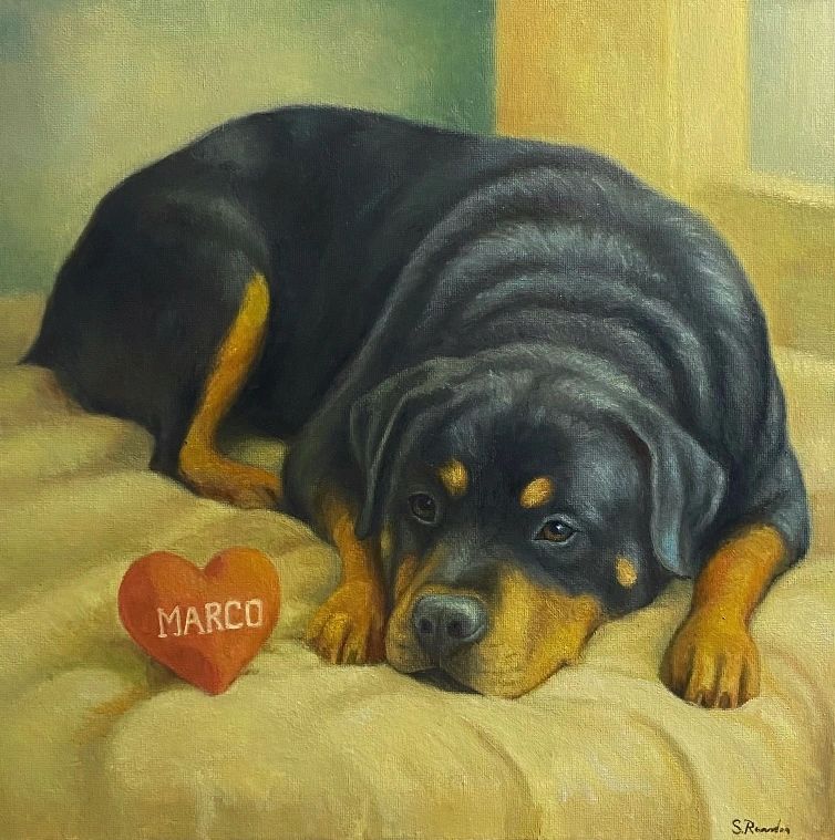 Portrait of a Rottweiler named Marco lying down.