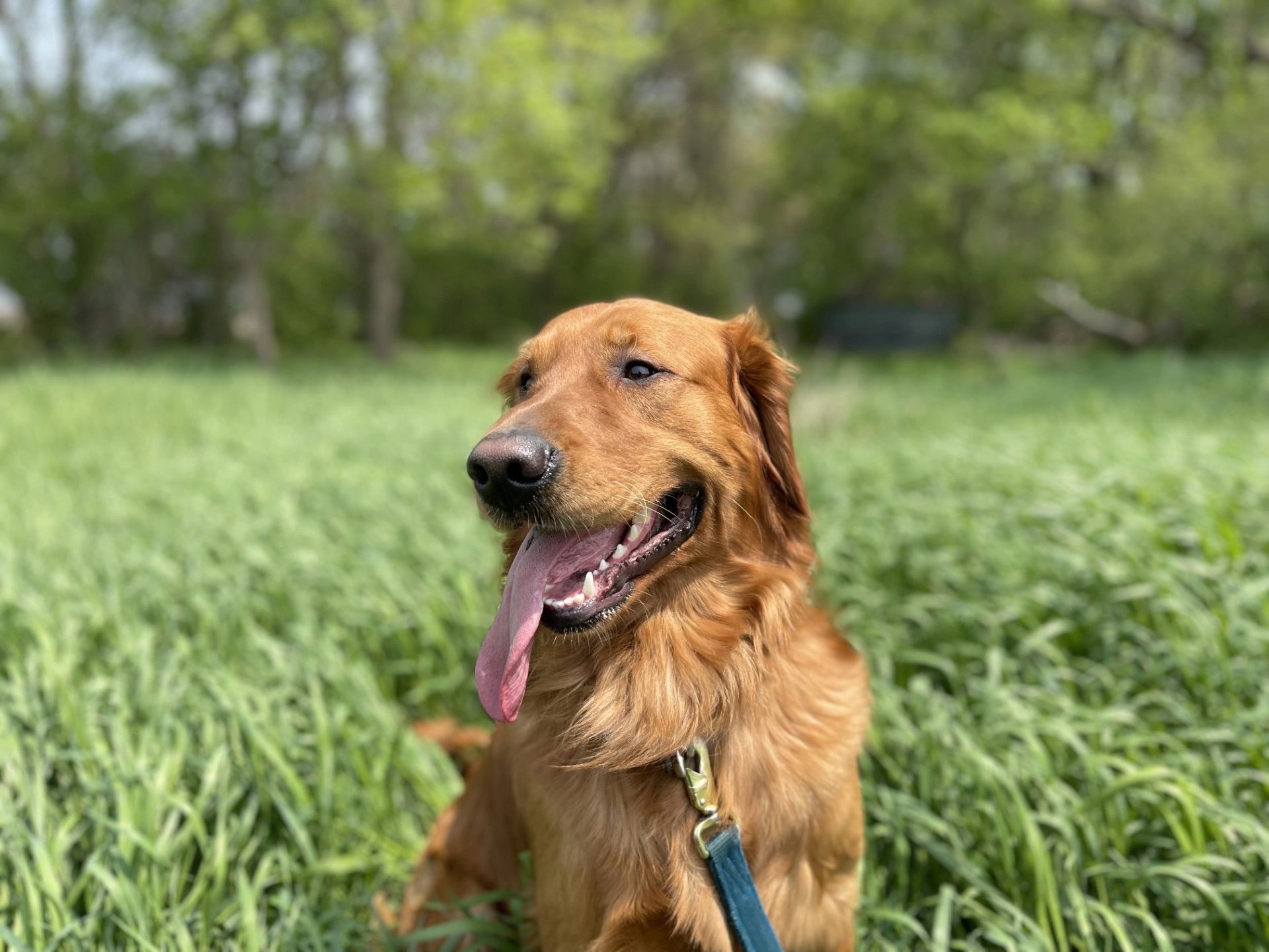 Prairiewind Boarding Dog Boarding Services Near Sioux Falls