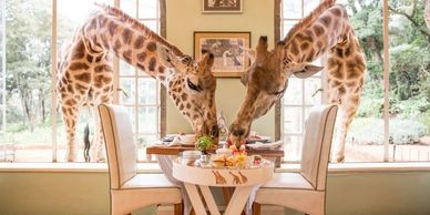 Giraffe Manor