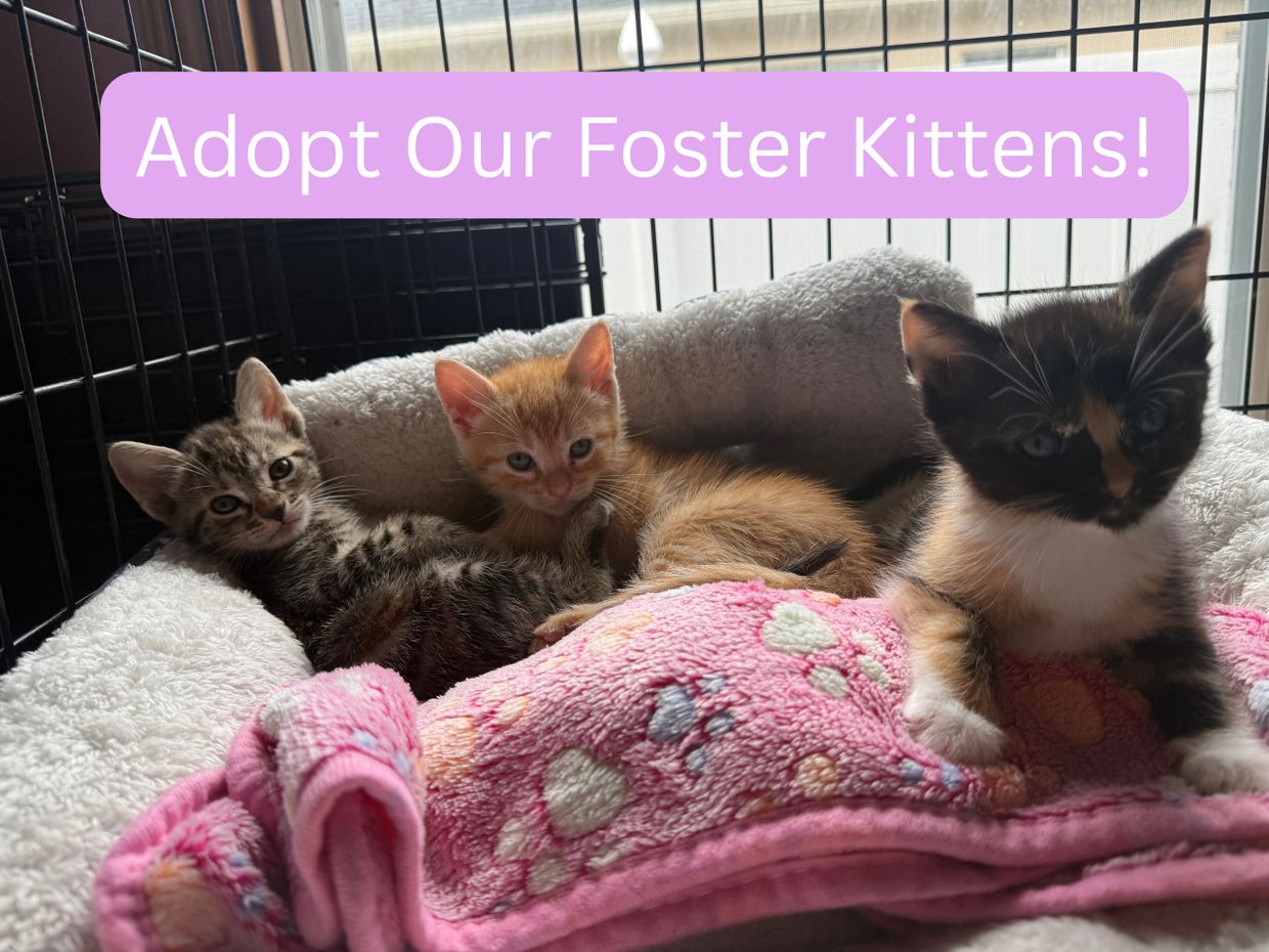 Three adorable foster kittens in a cozy bed with a call to adopt them.