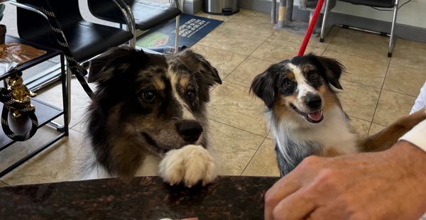 Two happy dogs looking over a counter at a person indoors.