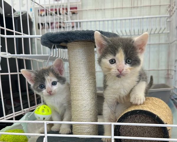 Two curious kittens inside a cage with scratching posts and toys.