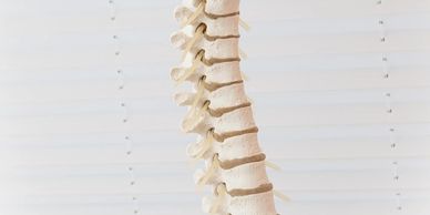 A model of a spine on a white background